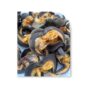 Snails (Dried) – 10 Large Pieces - 10 Large Pieces