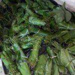 Banana Leaves/ Ewe Moi Moi - 20